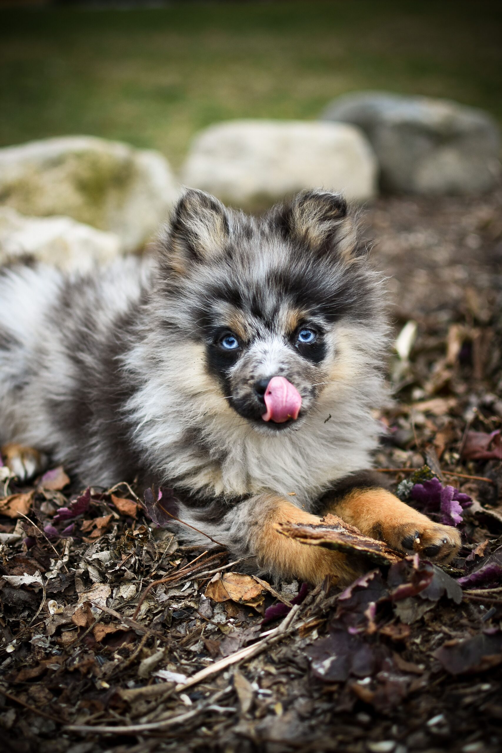 blue merle pomsky puppy outdoors with tongue out