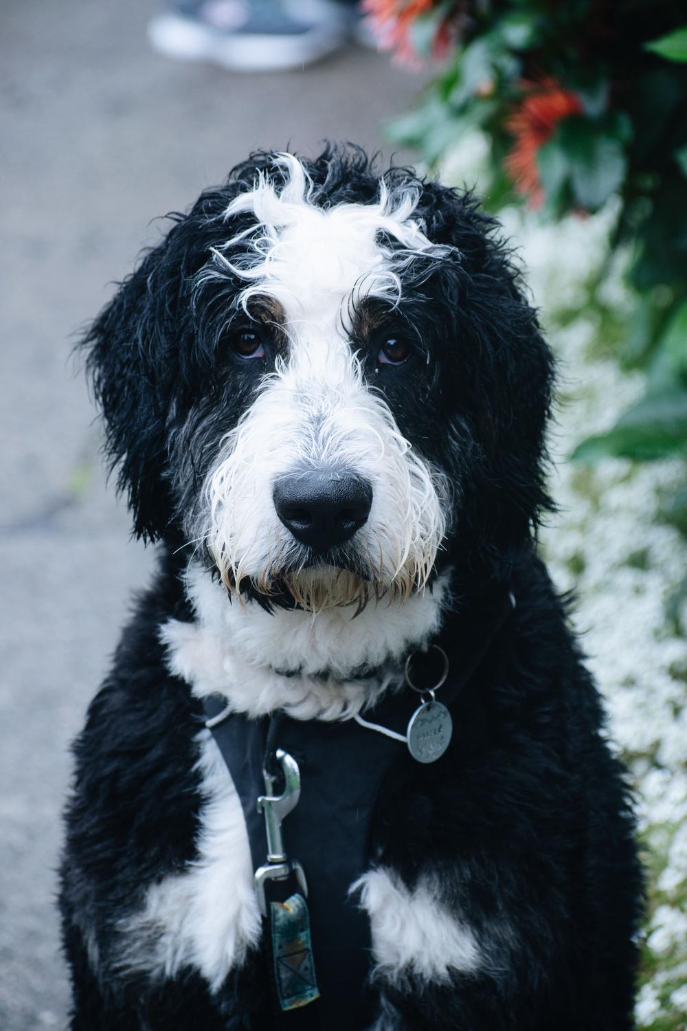bernedoodle puppy face closeup with leash clip