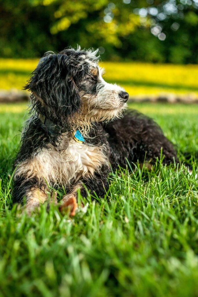 bernedoodle lying in grass with shaggy tricolor coat