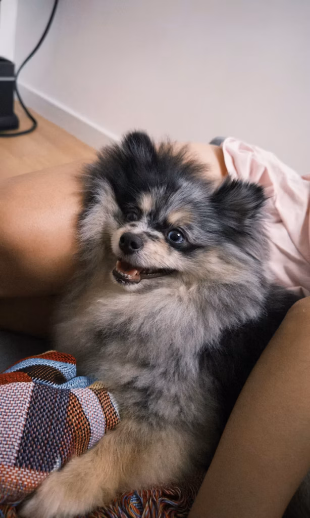 pomsky sitting on owner's lap looking happy