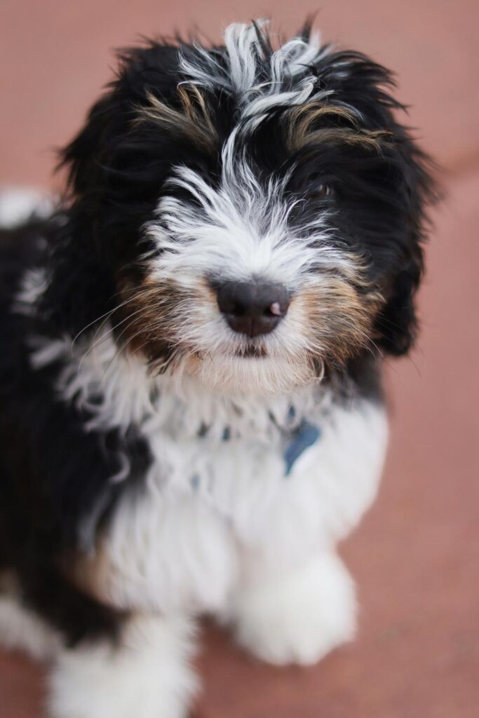 fluffy bernedoodle puppy looking at camera