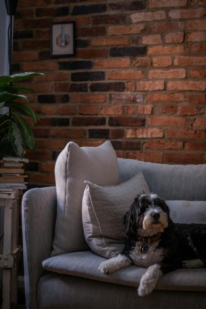 bernedoodle relaxing on couch indoors