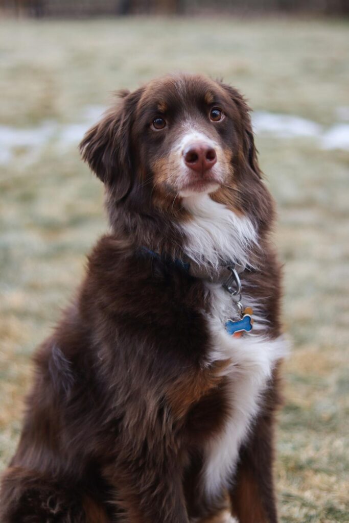 bernedoodle with copper and white coat variation