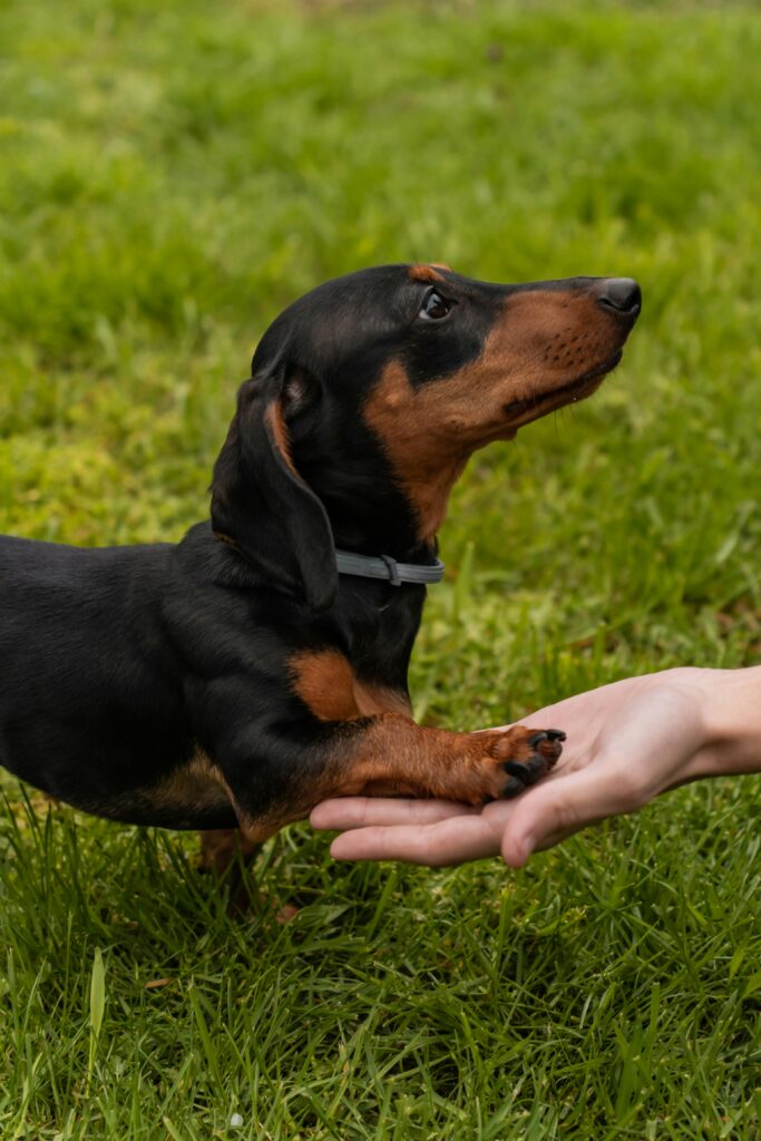dachshund placing paw in owner's hand outdoors