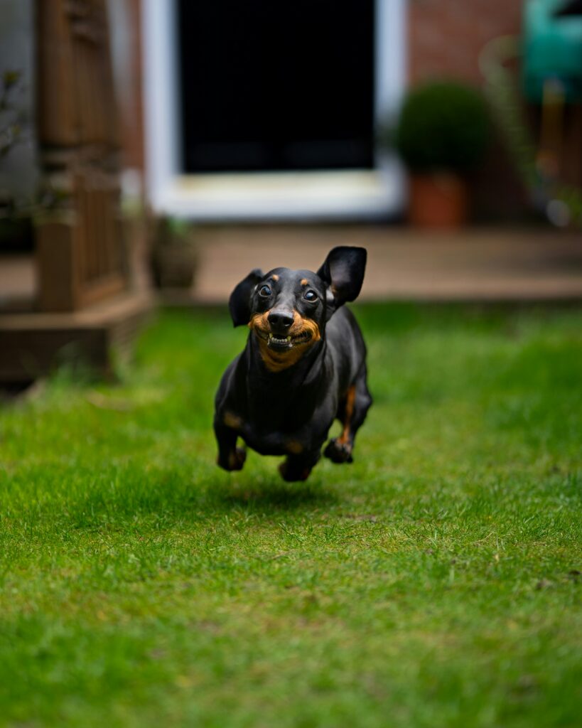 dachshund running across grass with ears flying back