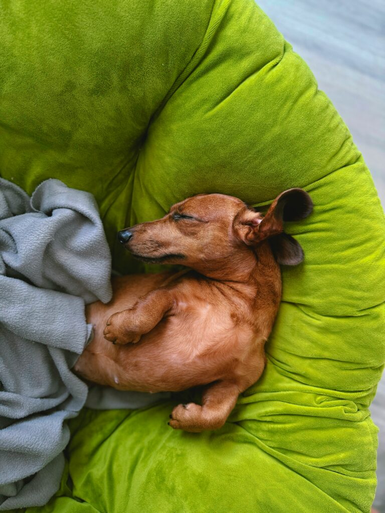dachshund curled up sleeping on green cushion
