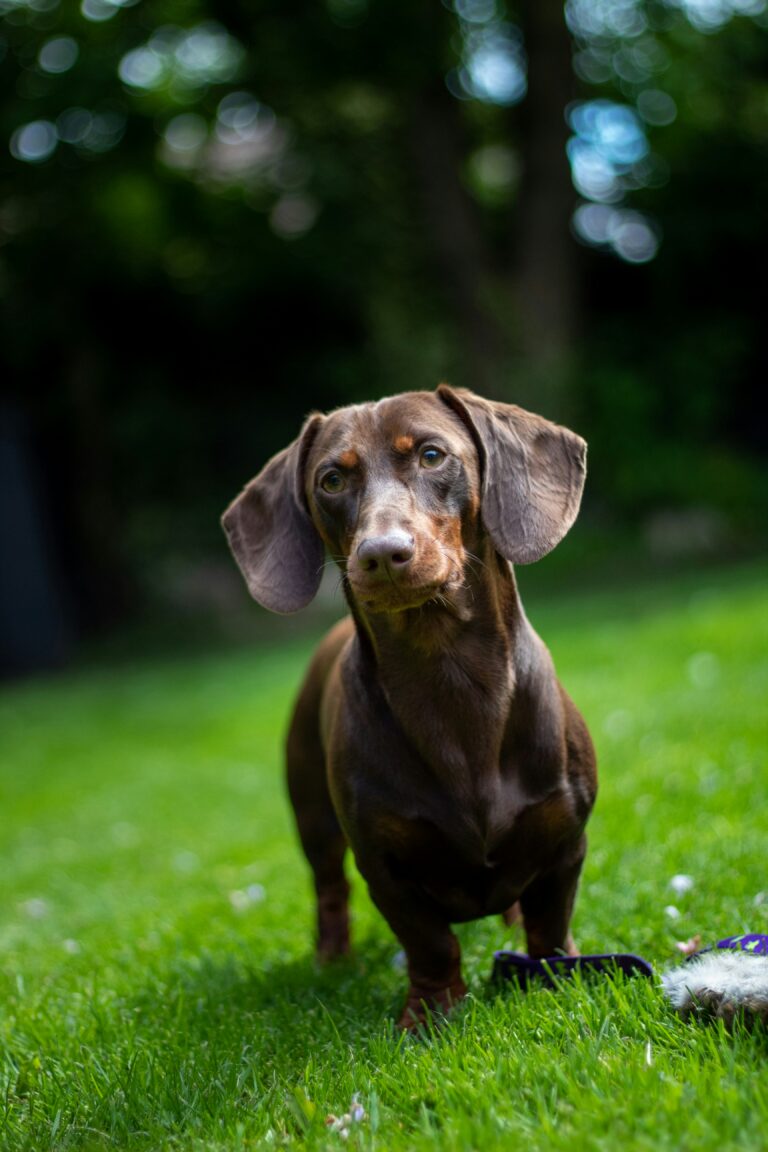 chocolate dachshund standing alert in backyard